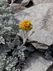 La Retrouvade - Flore du Mézenc - Séneçon argenté (Jacobaea leucophylla) -(1)