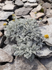 La Retrouvade - Flore du Mézenc - Séneçon argenté (Jacobaea leucophylla) -(2)